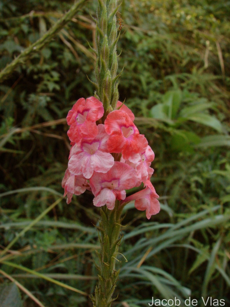 Stachytarpheta mutabilis (Jacq.) Vahl